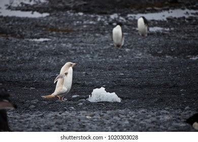 68 Leucistic Penguin Images, Stock Photos, and Vectors | Shutterstock