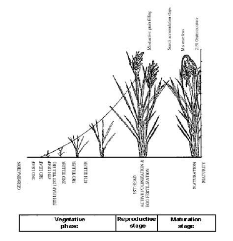 Rice Crop Growth Stages