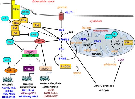 Oncogenic And Tumor Suppressor Control Of Metabolism Download