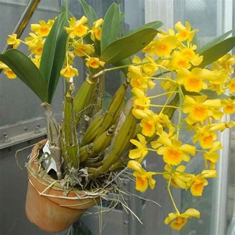 Real Dendrobium Chrysotoxum Orchid