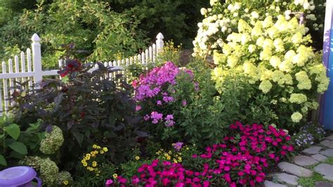 Bobo Hydrangea Companion Plants