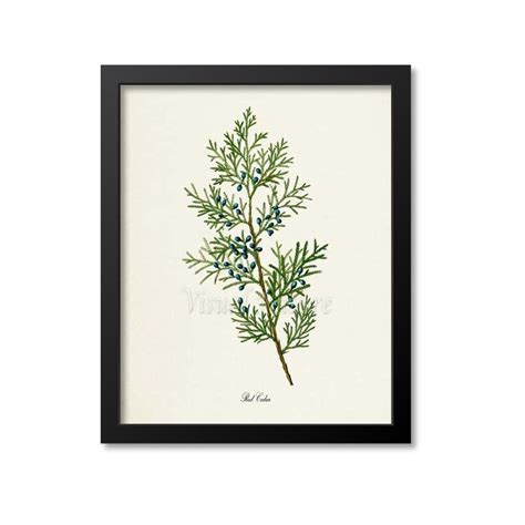 "This is a print of a Red Cedar Tree based on vintage botanical artwork ...