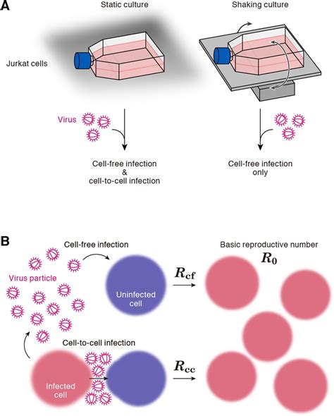 Mdck Cell Culture Protocol