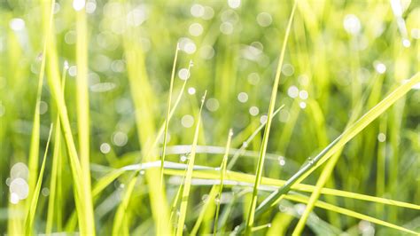 Kostenlose foto Grün Wasser Grasfamilie Feuchtigkeit Tau Pflanze