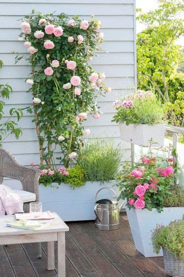 Best Vines And Climbers For Balcony And Patio