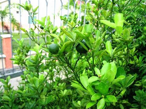 firasfarms limau purut