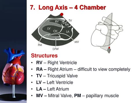 Ppt Basic Echocardiography Powerpoint Presentation Free Download