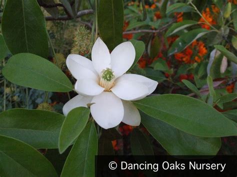 Magnolia Virginiana Moonglow Wilson Sweetbay Magnolia