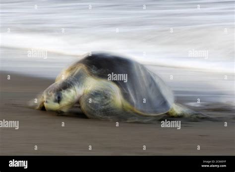 The Arrival Of One Olive Ridley Sea Turtle Lepidochelys Olivacea At