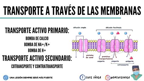 Fisiología Transporte a través de las membranas Transporte Activo