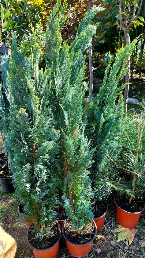 Chamaecyparis Lawsoniana Blue Suprise Rasadnik Cvjetićanin