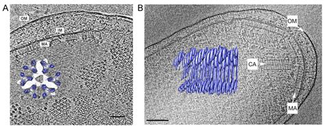 Chemoreceptor arrays visualized in bacterial cells by electron ...