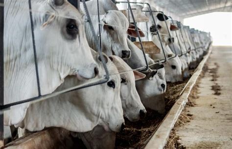 Mato Grosso Líder Na Pecuária Abate De Bovinos Aumenta 14 4 2024