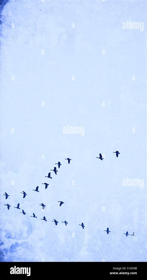 Geese flying south for the winter Stock Photo - Alamy