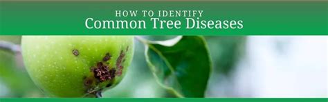 Top 5 Common Tree Diseases And How To Identify Them