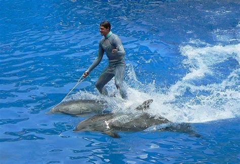 Bottlenose Dolphin – "OCEAN TREASURES" Memorial Library