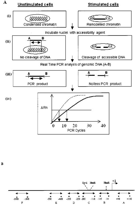 A Schematic Representation Of The Chart Pcr Assay A Hypothetical Download Scientific Diagram