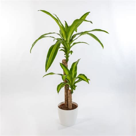 Tronchetto Della Felicit Dracena Fragrans Massangeana Vendita