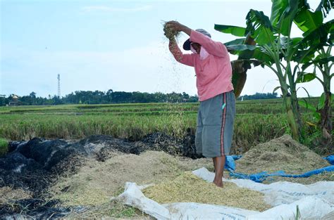 Petani Desa Catur Panen Padi Varietas Ir Dan Ciherang Pemerintah