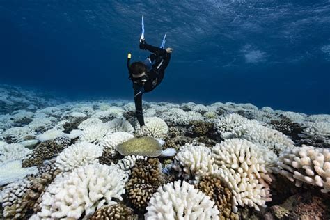 Big Reefs in Big Trouble: New Research Tracks a 50 Percent Decline in ...