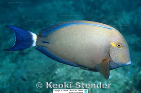 Acanthurus Blochii