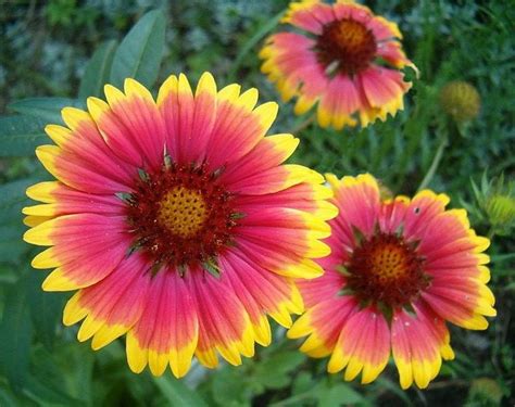 Gaillardia Aristata 30 Seeds Great Blanketflower Wildflower Perennial