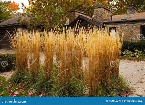 Feather Reed Grass Outdoor Decorative Plant Dry Grass At The Fancy House Front Yard Autumn