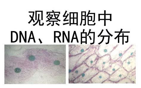 实验：观察dna和rna在细胞中的分布 哔哩哔哩 Bilibili