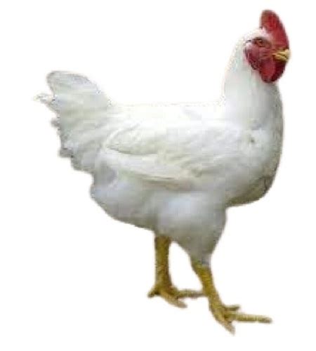 Healthy Commonly Found Female White Broiler Live Chicken Weight 2