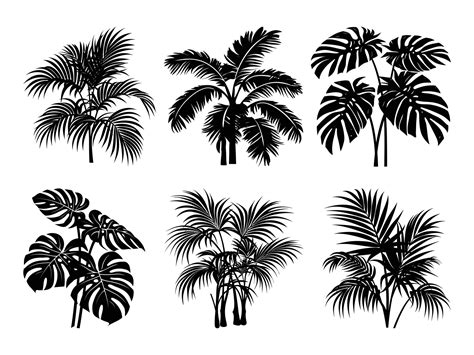 Tropical Plant Silhouette Set Of Black Silhouettes Of Tropical Leaves