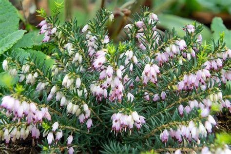 Common Heather Calluna Vulgaris Plant Stock Image Image Of Flowering