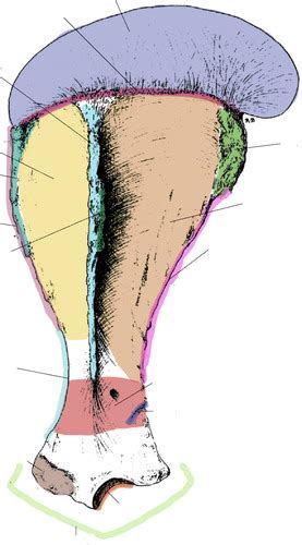 Bones Of The Forelimb Flashcards Quizlet