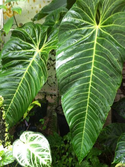 Gallery Anthuriums Variegated Plants Trees To Plant Rare Plants