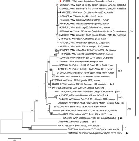 Phylogenetic Tree Of 36 West Nile Virus Lineage 2 Full Length Download Scientific Diagram