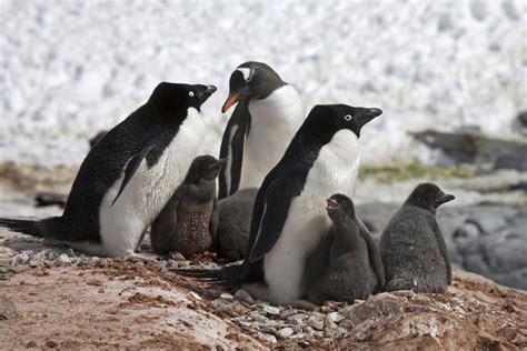 Bird flu attacks Antarctic penguins: "Many more are dying"