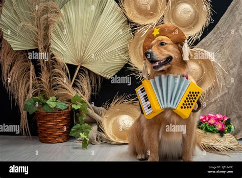 A cute golden retriever wearing a costume Stock Photo - Alamy