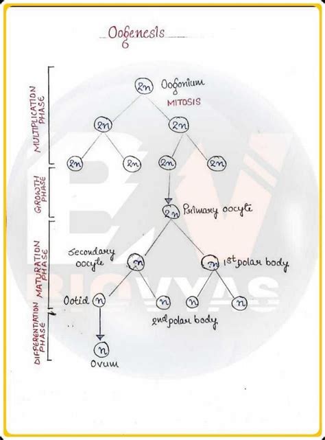 Flow Chart For Oogenesis Edurev Neet Question