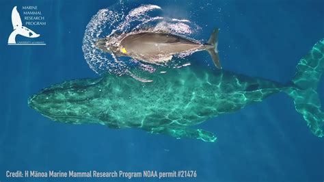 Baby Humpback Whales Nursing in Rare (and Adorable!) Video - YouTube