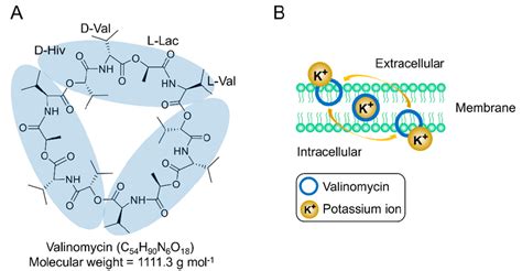 A Chemical Structure Of Valinomycin And B Valinomycin Acts As A