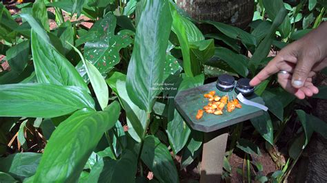 Spice Garden Tour in Sri Lanka (13) - Wheels On Our Feet