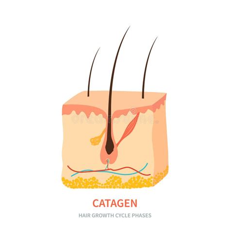 Catagen Hair Growth Phase in a Skin Cross Section Stock Vector ...