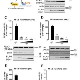 Vpx Inhibits Nf B At The Level Or Downstream Of P A Schematic Of