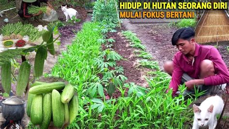 Panen Kangkung Petik Timun Sepuh Cangkul Parang Hidup Di Hutan