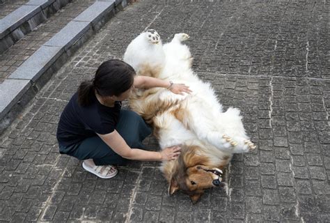 Toco el hombre japonés que se convirtió en perro