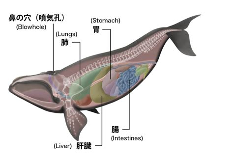 くじらの博物館デジタルミュージアム