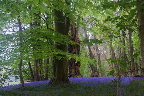 Bluebells At Chirk Castle Woods Woodland Walk At Chirk Cas Flickr