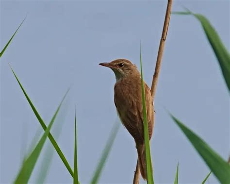 Great reed warbler - Facts, Diet, Habitat & Pictures on Animalia.bio