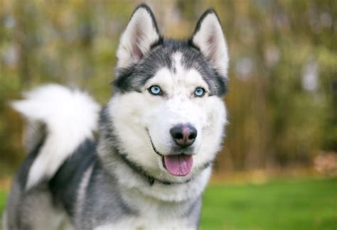 Husky Sib Rien Race De Chien Hello Animaux