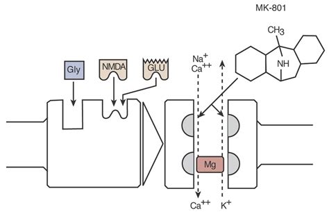 N Methyl D Aspartate Receptor Citizendium