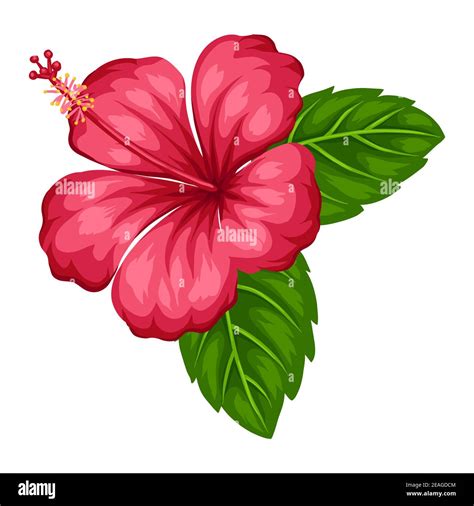 Illustration Of Tropical Hibiscus Flower Stock Vector Image Art Alamy